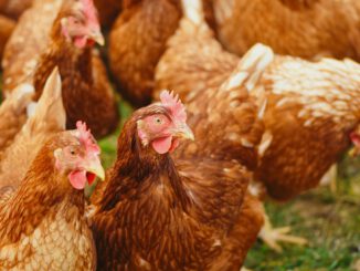 Aufstallpflicht für Geflügel in Heilbronn endet nach Ruhephase bei Wildvögeln