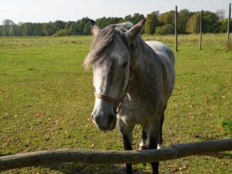 Ferienprogramm Chemnitz 2023: Übersicht, Angebote und Anmeldehinweise
