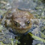 Frösche, Kröten, Molche: Stuttgart bereitet Straßen auf Frühjahrswanderung vor