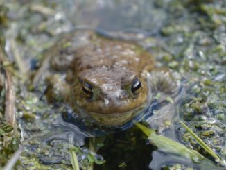 Frösche, Kröten, Molche: Stuttgart bereitet Straßen auf Frühjahrswanderung vor