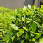 Heidelberg erinnert an Beginn der Vegetationszeit und geltende Schutzregeln