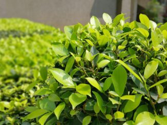 Heidelberg erinnert an Beginn der Vegetationszeit und geltende Schutzregeln