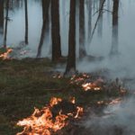 Hohe Waldbrandgefahr in Freiburg: Feuer, Rauchen und offenes Grillen derzeit verboten