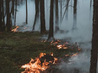 Hohe Waldbrandgefahr in Freiburg: Feuer, Rauchen und offenes Grillen derzeit verboten