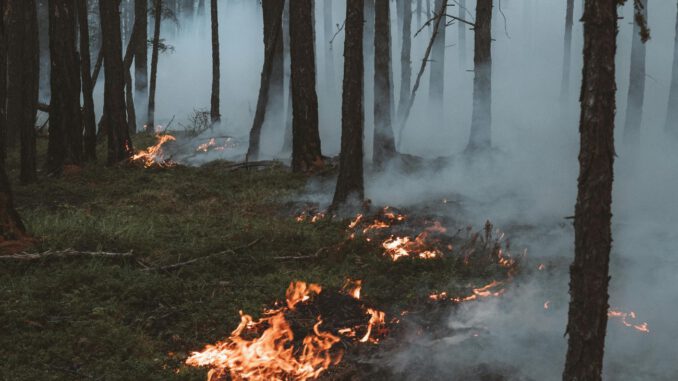Hohe Waldbrandgefahr in Freiburg: Feuer, Rauchen und offenes Grillen derzeit verboten