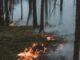Hohe Waldbrandgefahr in Freiburg: Feuer, Rauchen und offenes Grillen derzeit verboten
