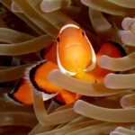 Mundenhof zeigt 20 gezüchtete Clownfische und berichtet über Zuchtverfahren