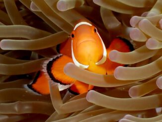 Mundenhof zeigt 20 gezüchtete Clownfische und berichtet über Zuchtverfahren