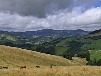 Neunteilige Reihe im Biosphärengebiet Schwarzwald informiert zu Weidehaltung, Waldpflege und Insektenschutz