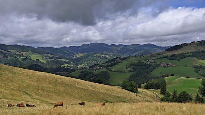 Neunteilige Reihe im Biosphärengebiet Schwarzwald informiert zu Weidehaltung, Waldpflege und Insektenschutz Neunteilige Reihe im Biosphärengebiet Schwarzwald informiert zu Weidehaltung, Waldpflege und Insektenschutz