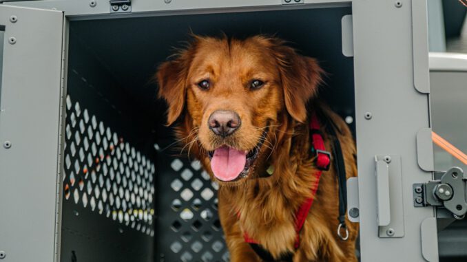 Stuttgart warnt: Keine lebenden Tiere als Geschenk wegen zunehmender illegaler Importe