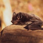 Zehn steinerne Quartiere sollen Fledermäusen im Regierungsbezirk Freiburg bessere Lebensräume bieten