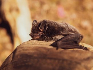 Zehn steinerne Quartiere sollen Fledermäusen im Regierungsbezirk Freiburg bessere Lebensräume bieten